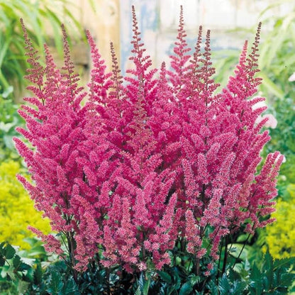 Astilbe Astilbe Arendsii – Showstar Mixed Color Flower Seeds