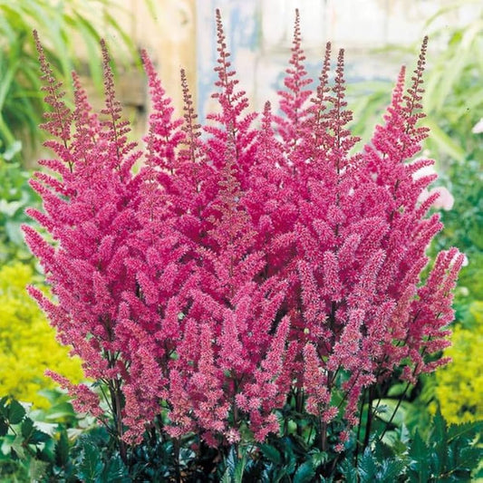 Astilbe Astilbe Arendsii – Showstar Mixed Color Flower Seeds