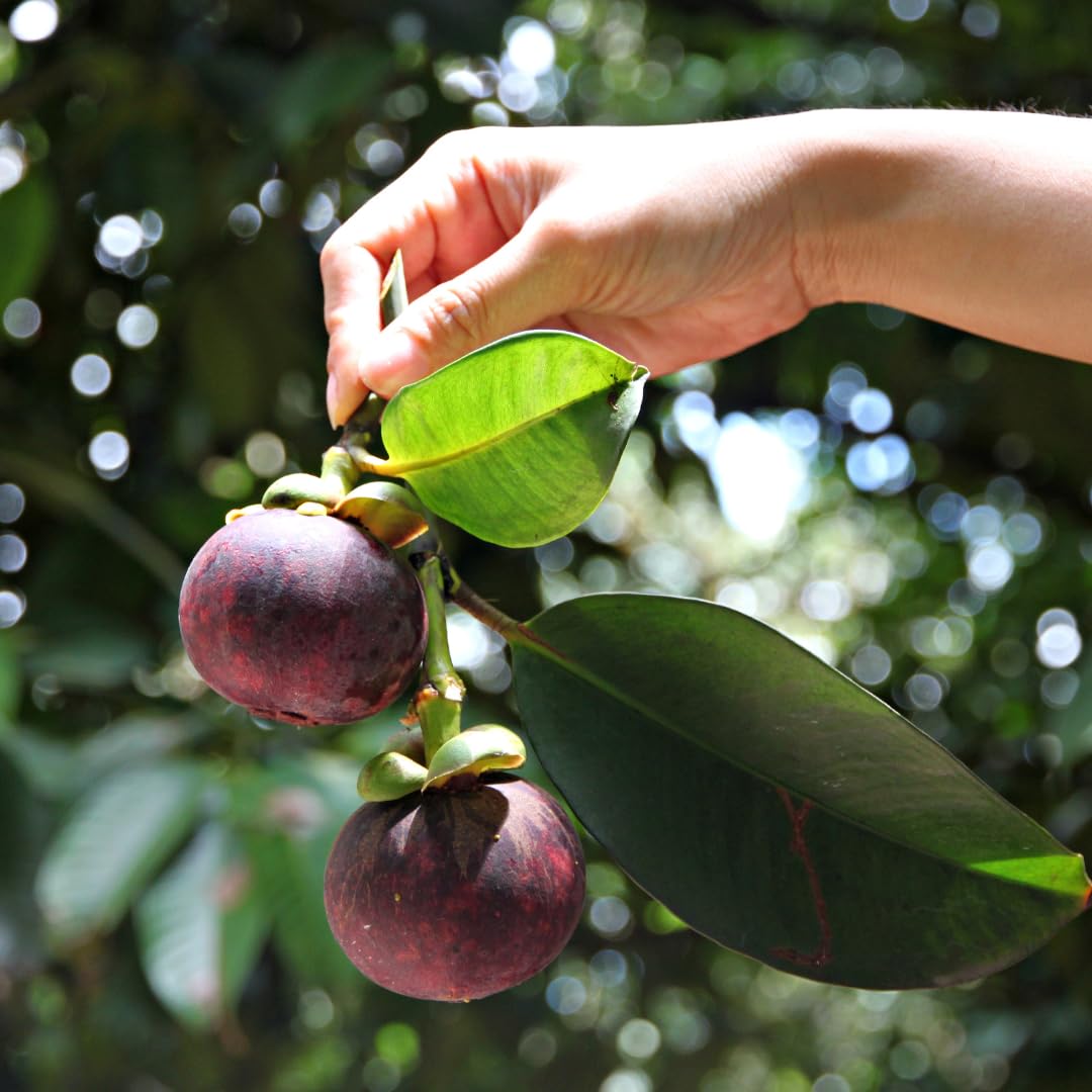 Mangosteen (Garcinia mangostana) Seeds for Planting – Heirloom, Non-GMO, Edible Tropical Variety, Easy to Grow