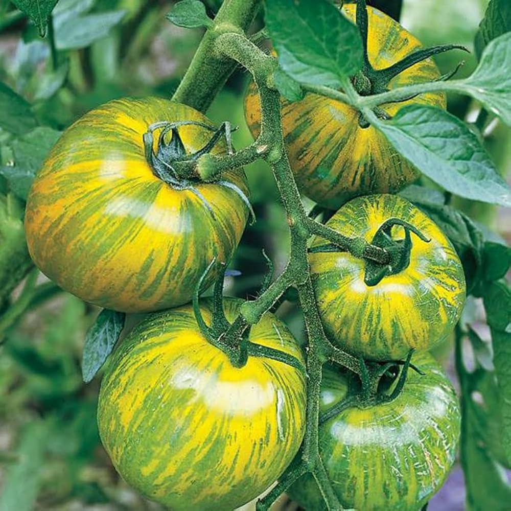 Indian Zebra Tomato – Heirloom Vegetable Garden Seeds