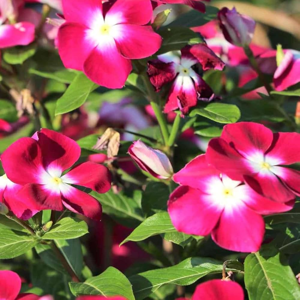 Rose Halo Vinca – Garden Flower Seeds