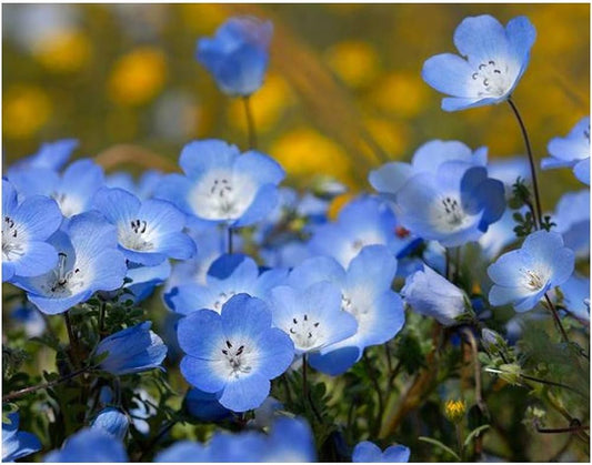 Blue Dream Fuji – Garden Flower Seeds