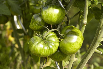 Indian Zebra Tomato – Heirloom Vegetable Garden Seeds