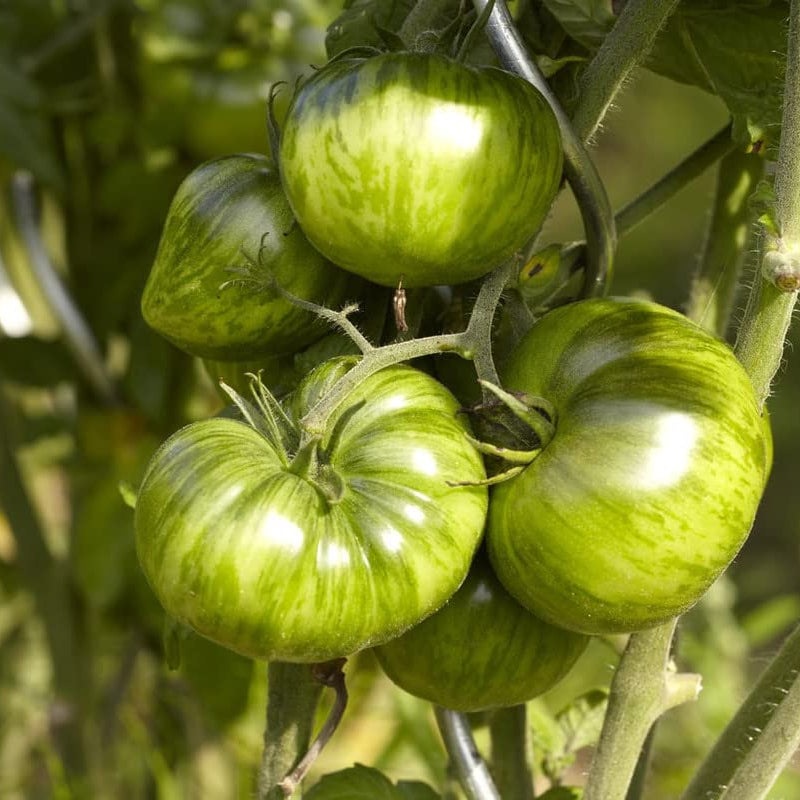 Indian Zebra Heirloom Tomato – Historical Vegetable Seeds