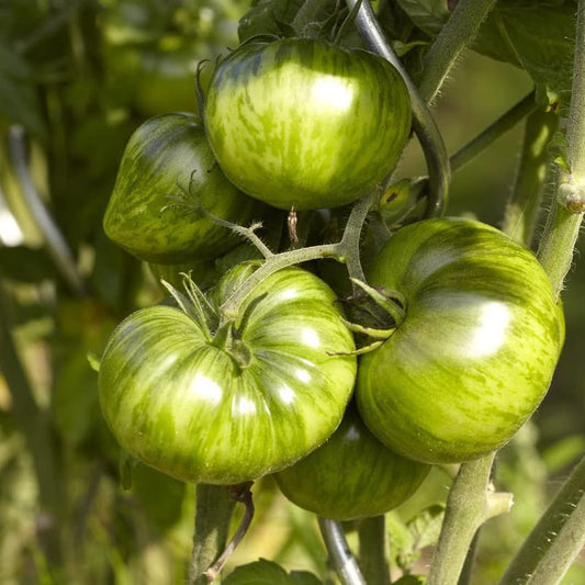 Indian Zebra Heirloom Tomato – Historical Vegetable Seeds