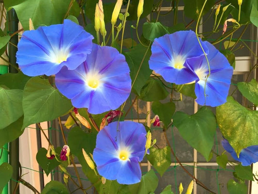 Blue Pharaoh Japanese – Garden Flower Seeds