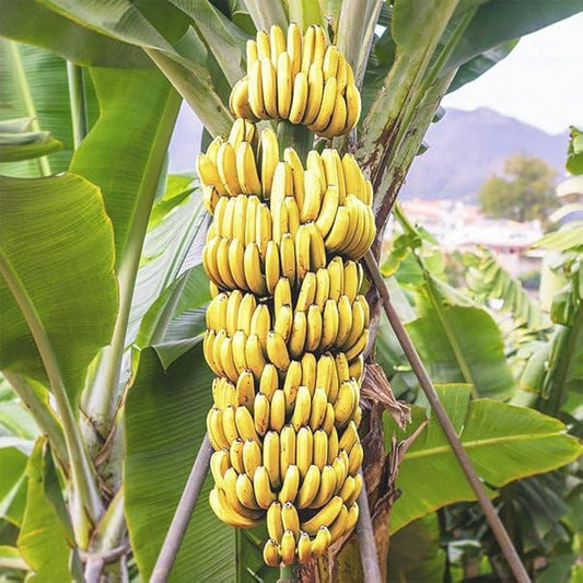 Ornamental Banana Tree – Dwarf Perennial Garden Plant Seeds