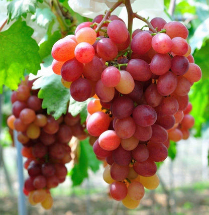 Red Globe Grape (Vitis vinifera) Seeds for Planting – Heirloom, Non-GMO, Easy to Grow, Large Red Fruit Variety