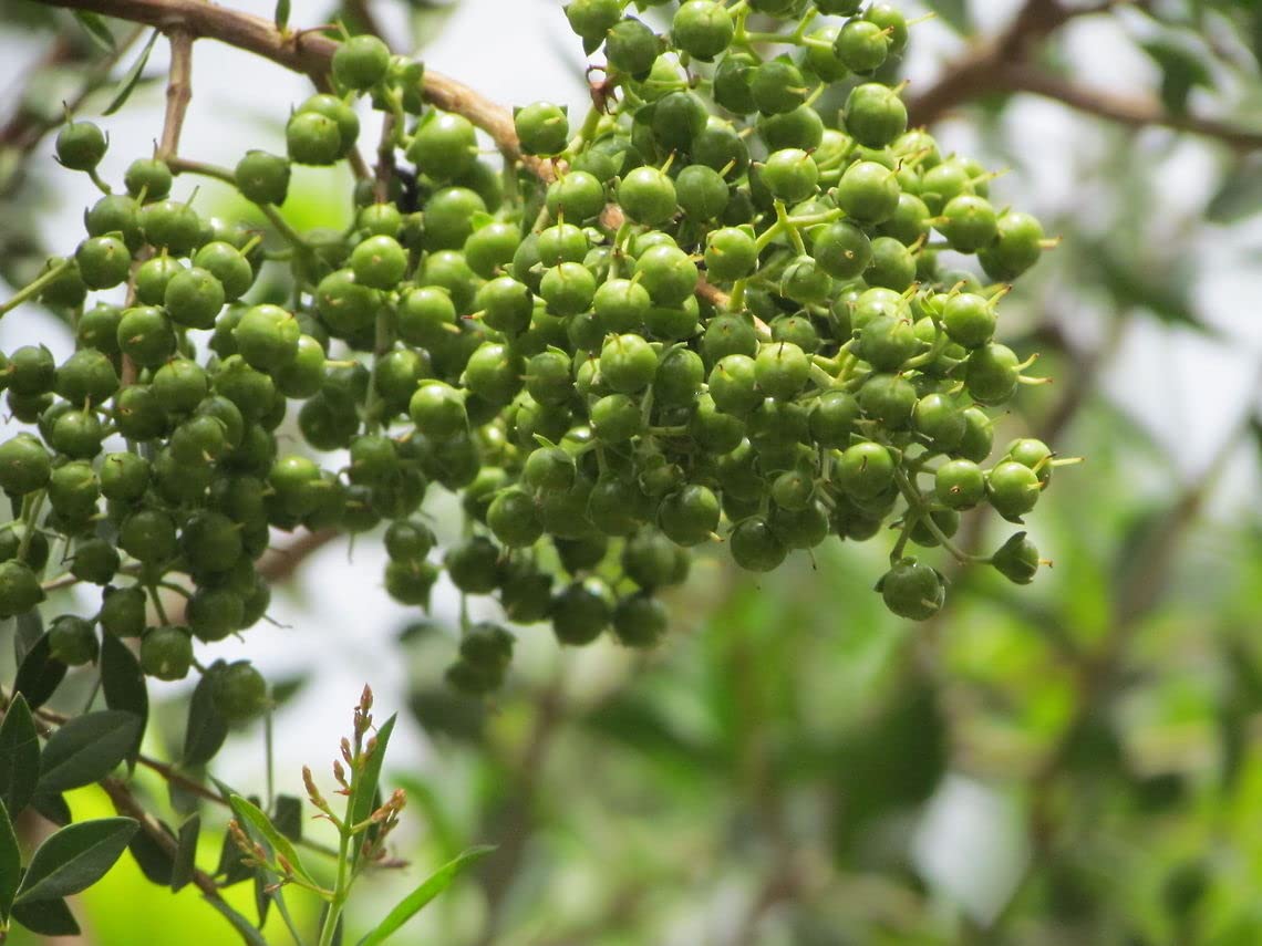 Lawsonia Inermis – Fragrant Henna Tree Shrub Seeds