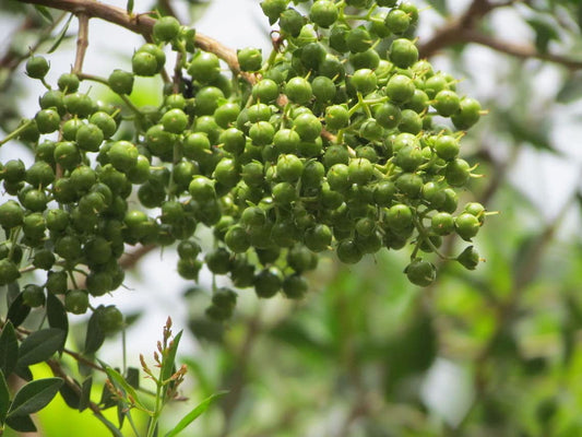 Lawsonia Inermis – Fragrant Henna Tree Shrub Seeds