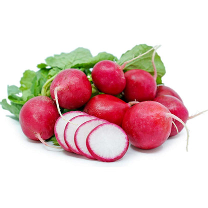 German Giant Radish – Garden