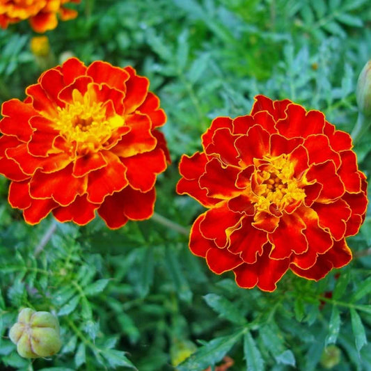 French Marigold Double – Garden Flower Seeds