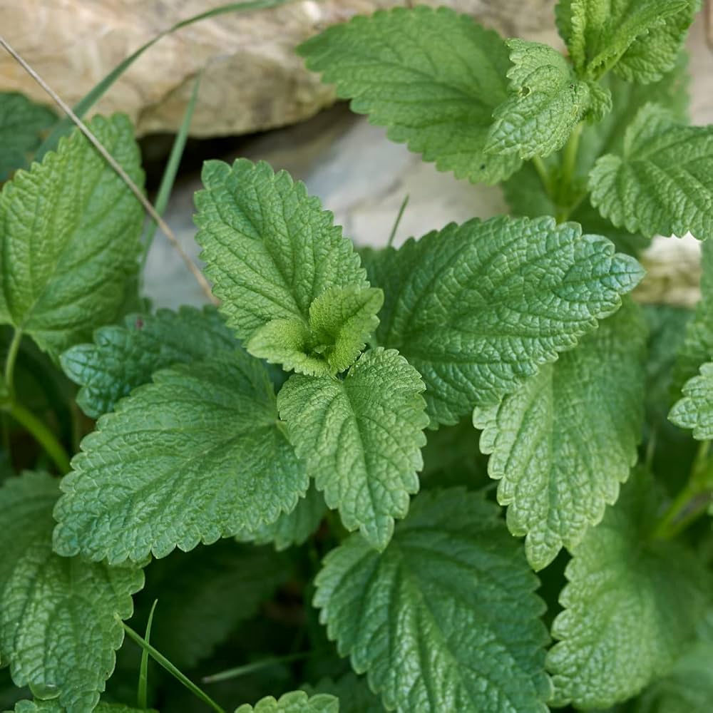 Lemon Balm Melissa Officinalis – Herb Seeds