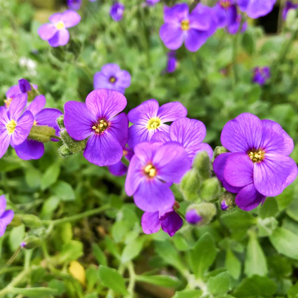 Aubrieta Aubrieta Hybrida Superbissima – Cascade Blue Garden Flower Seeds