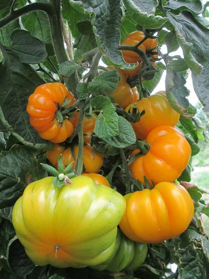 Oaxacan Jewel Tomato – Heirloom Vegetable Garden Seeds