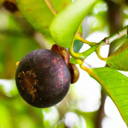 Mangosteen (Garcinia mangostana) Seeds for Planting – Heirloom, Non-GMO, Tropical Fruit Variety, Easy to Grow
