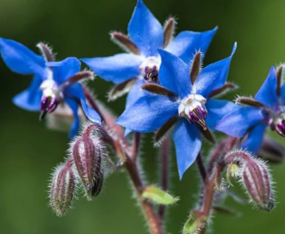 Borage Borago Officinalis – Fragrant Garden Herb Seeds