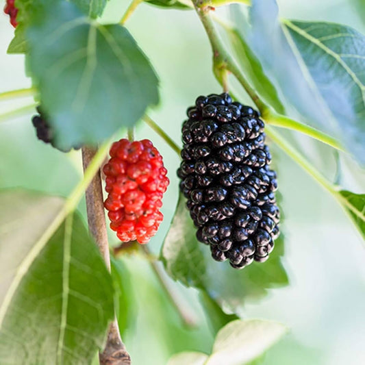 Black Mulberry Morus Nigra - Garden Fruit Seeds