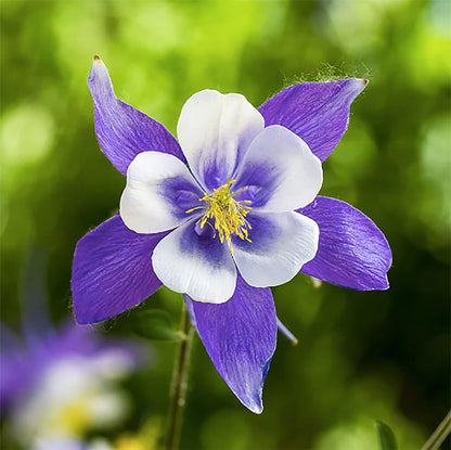Heavenly Blue Aquilegia – Perennial Flower Seeds