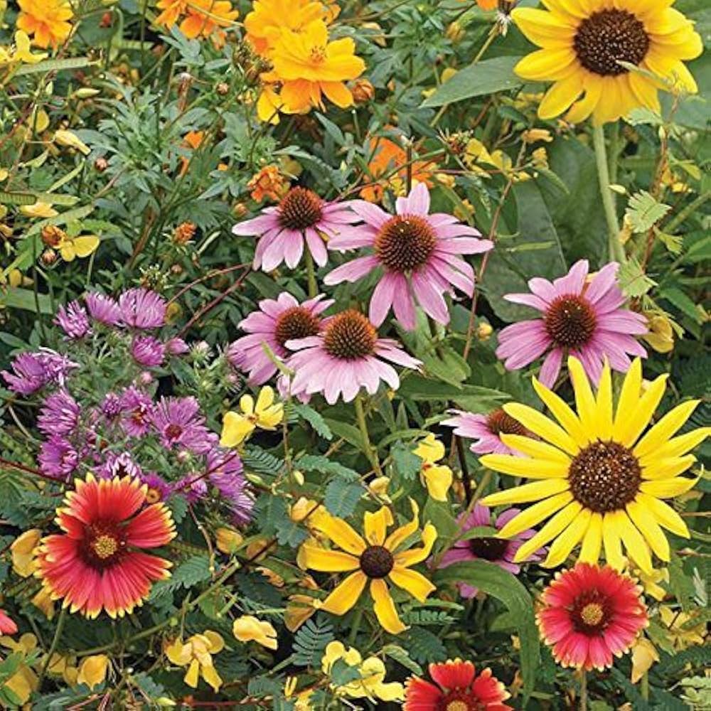 Wildflower Mix – Early Bird Garden Flower Seeds