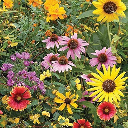 Wildflower Mix – Early Bird Garden Flower Seeds