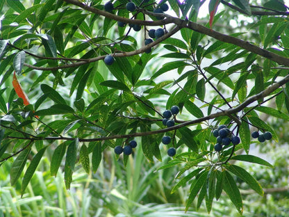 Blue Marble Tree Elaeocarpus Angustifolius – Fruit Tree Seeds