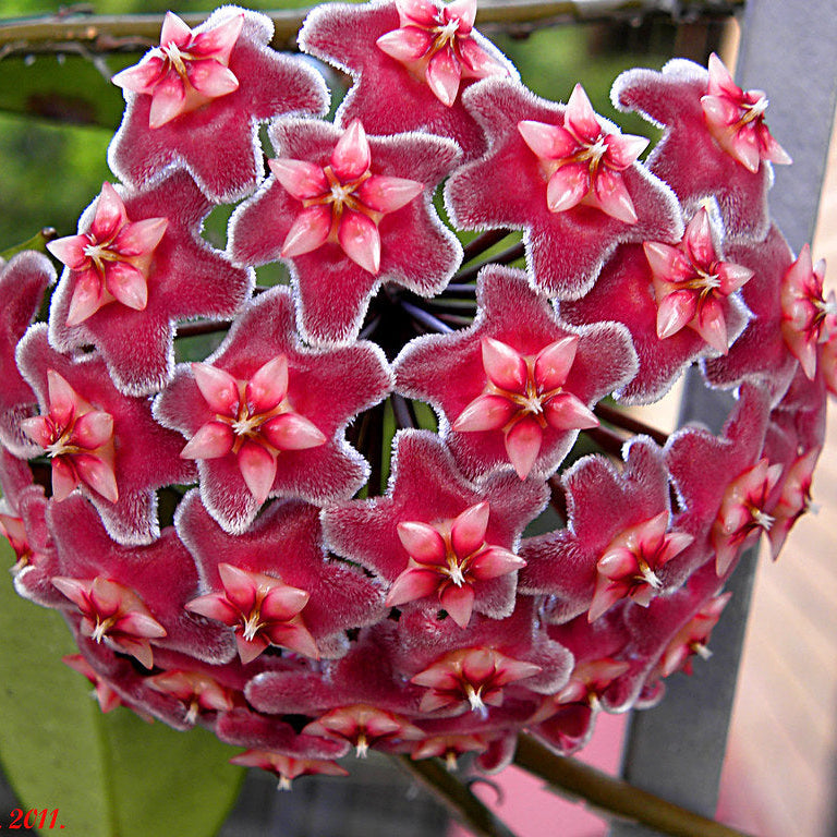 Hoya Pubicalyx ‘Silver Splash’ – Tropical Vining Houseplant with Silver-Patterned Leaves
