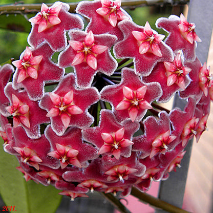Hoya Pubicalyx ‘Silver Splash’ – Tropical Vining Houseplant with Silver-Patterned Leaves