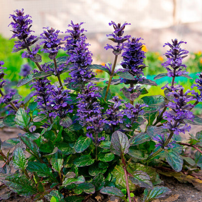 Ajuga Bugleweed Ajuga Reptans Ground Cover Flower Seeds