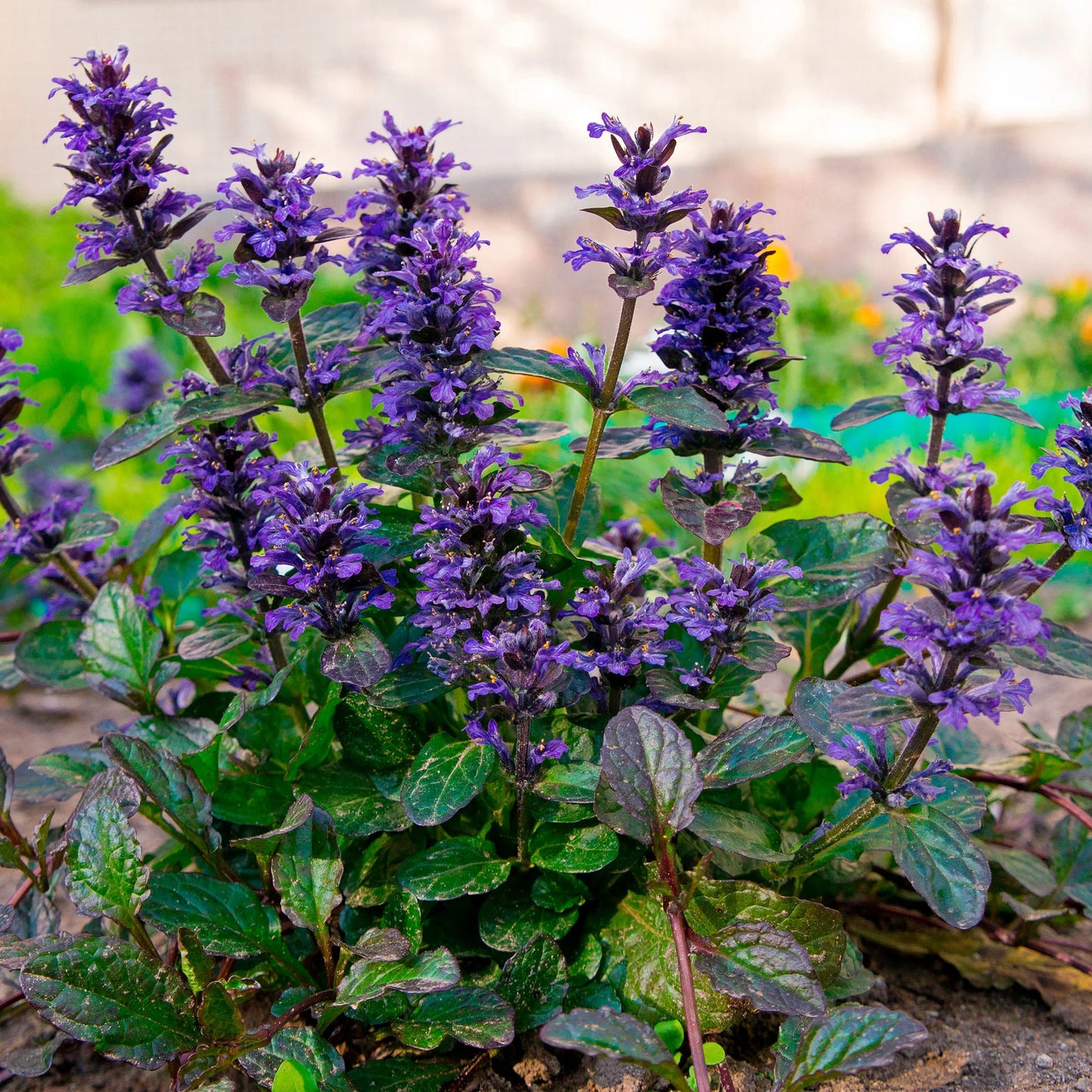 Blue Bugleweed (Ajuga reptans) Live Plant Plugs – Heirloom, Non-GMO, Perennial Ground Cover, Easy to Grow