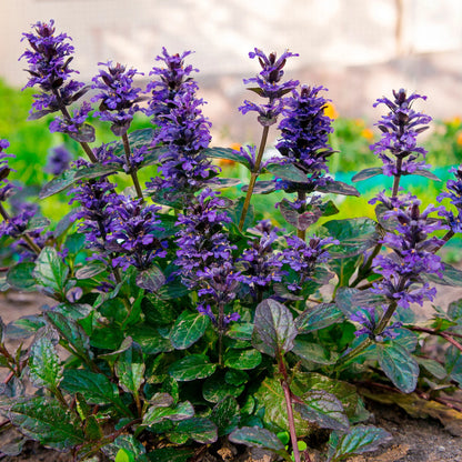 Blue Bugleweed (Ajuga reptans) Live Plant Plugs – Heirloom, Non-GMO, Perennial Ground Cover, Easy to Grow