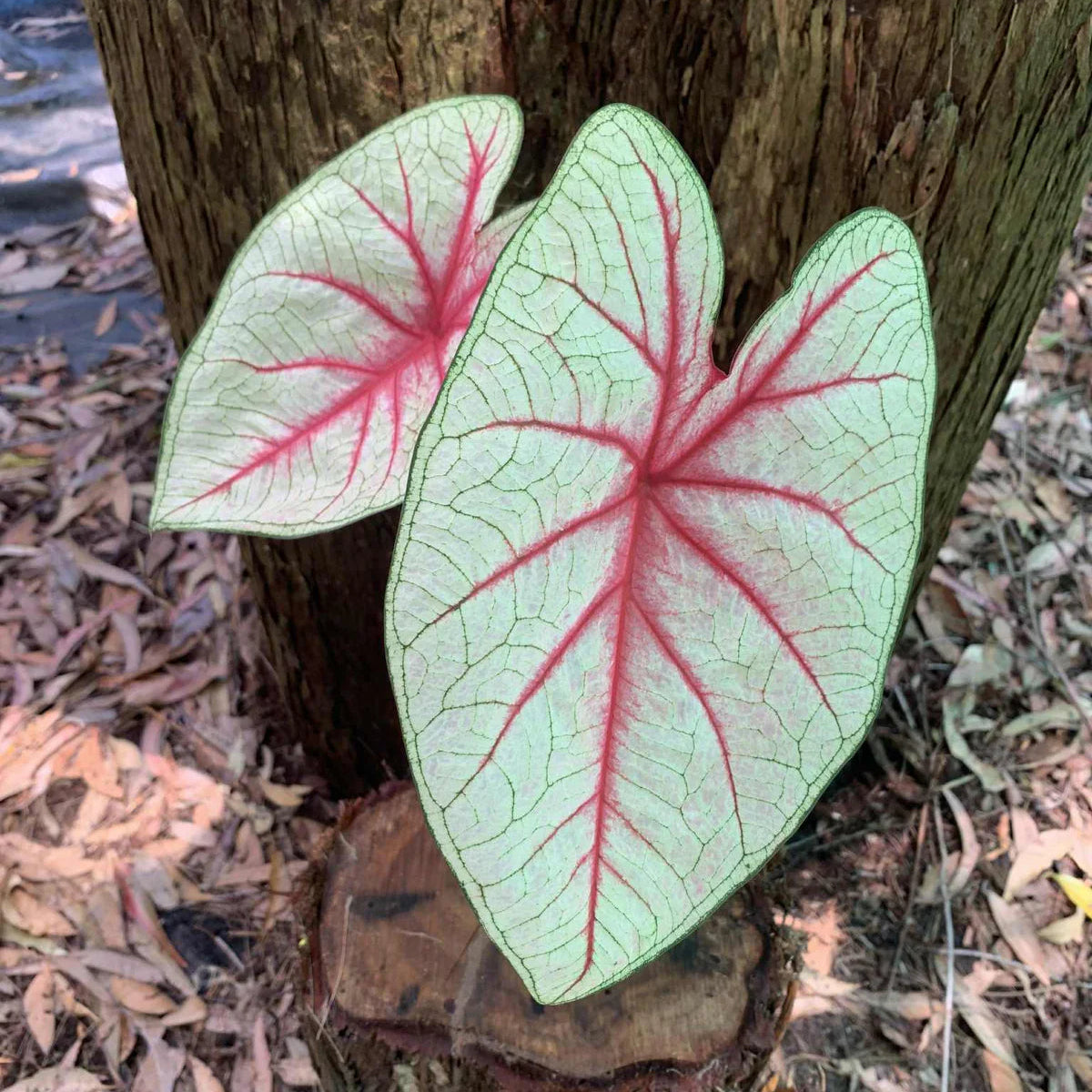 Caladium Bicolor ‘White Queen’ – Decorative Foliage Plant with White Leaves and Red Veins