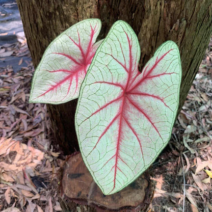 Caladium Bicolor ‘White Queen’ – Decorative Foliage Plant with White Leaves and Red Veins