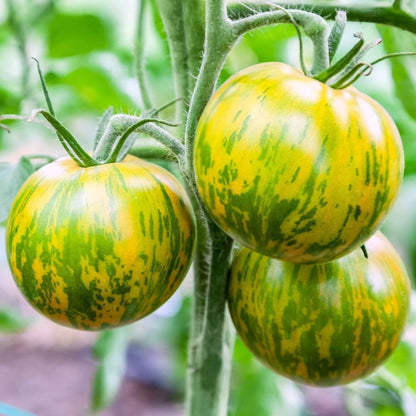 Indian Zebra Tomato – Heirloom Vegetable Garden Seeds