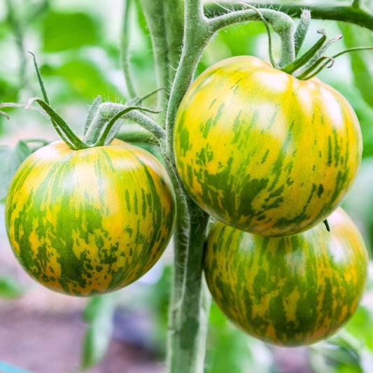 Indian Zebra Tomato – Heirloom Vegetable Garden Seeds
