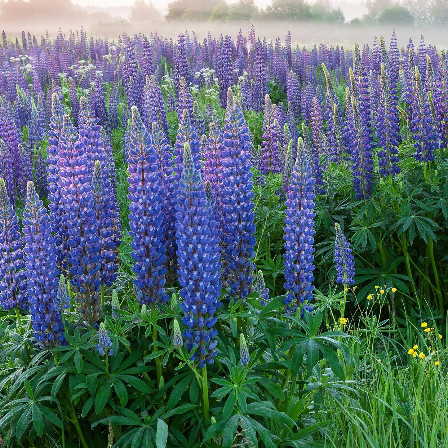 Lupine Lupinus Perennis – Blue Perennial Flower Seeds