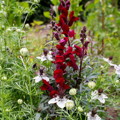 Black Prince Snapdragon – Garden Flower Seeds