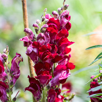 Black Prince Snapdragon – Garden Flower Seeds