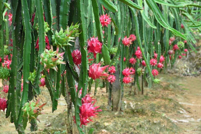 Dragon Fruit Pitaya – Fruit Garden Seeds with Spectacular Flowers