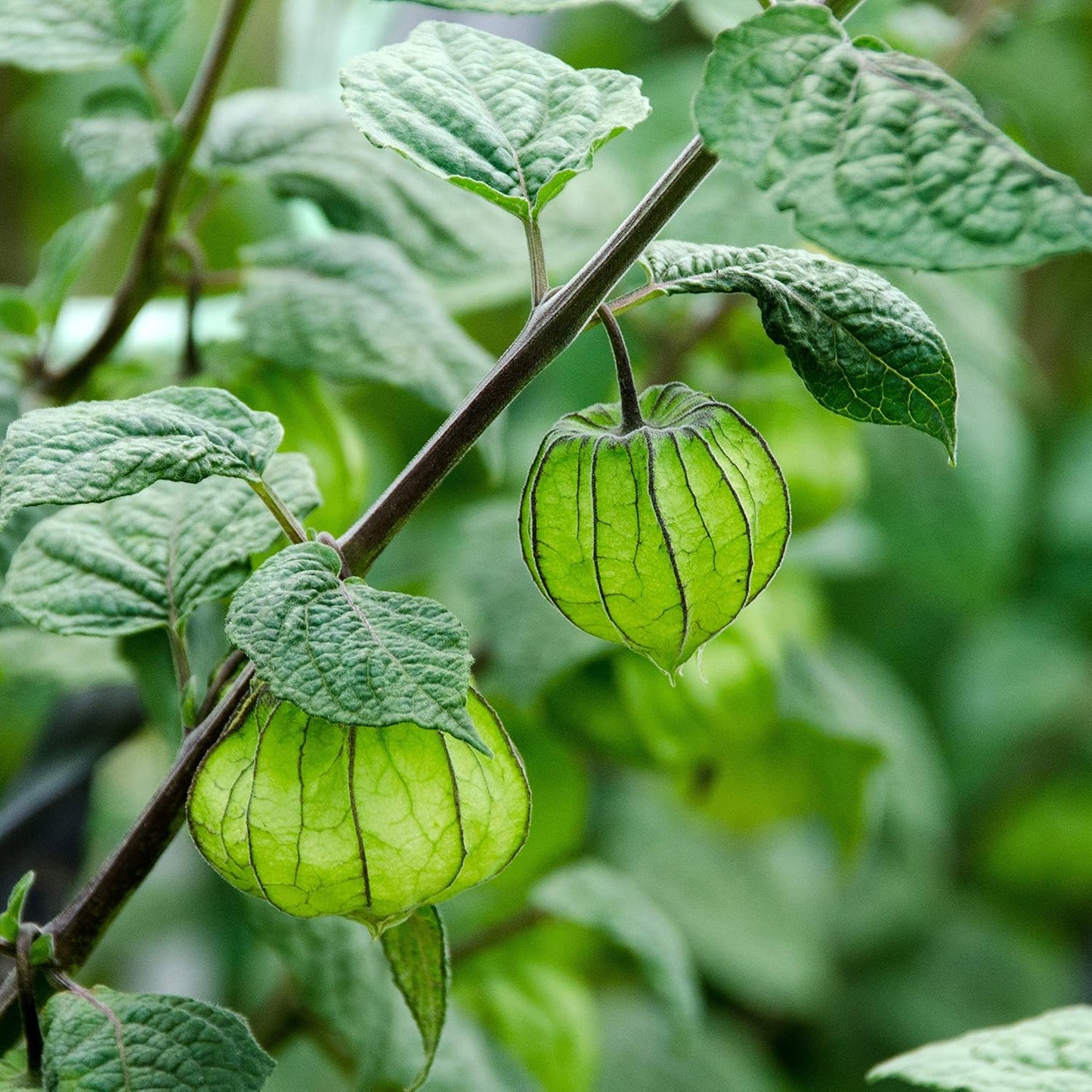 Cape Gooseberry Physalis Peruviana – Edible Fruit Garden Seeds