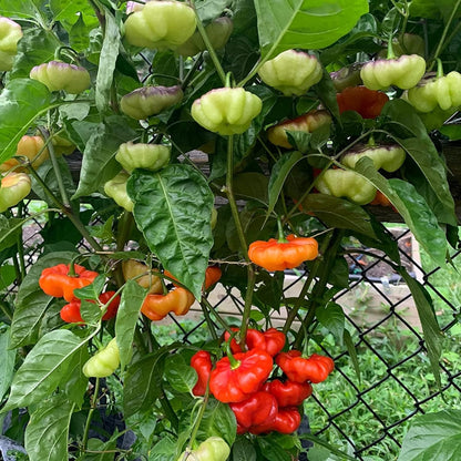 Aji Dulce Pepper (Capsicum chinense) Seeds for Planting – Heirloom, Non-GMO, Mild Flavor, Easy to Grow, Annual Variety