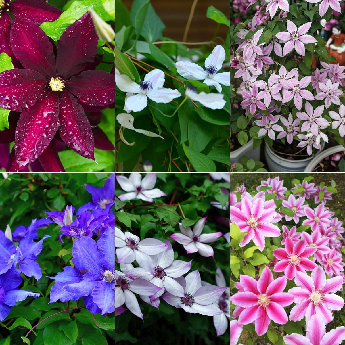 Clematis Mixed Color Climbing Flower Seeds