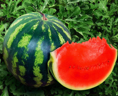 Watermelon Crimson Sweet – Garden Fruit Seeds
