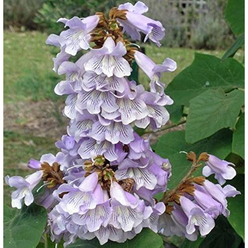 Fortune's Empress Tree Paulownia Fortunei – Hardy Ornamental Tree Seeds