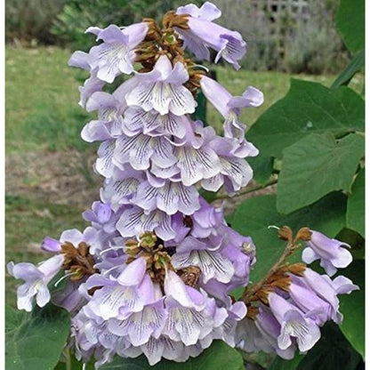 Fortune's Empress Tree Paulownia Fortunei – Hardy Ornamental Tree Seeds