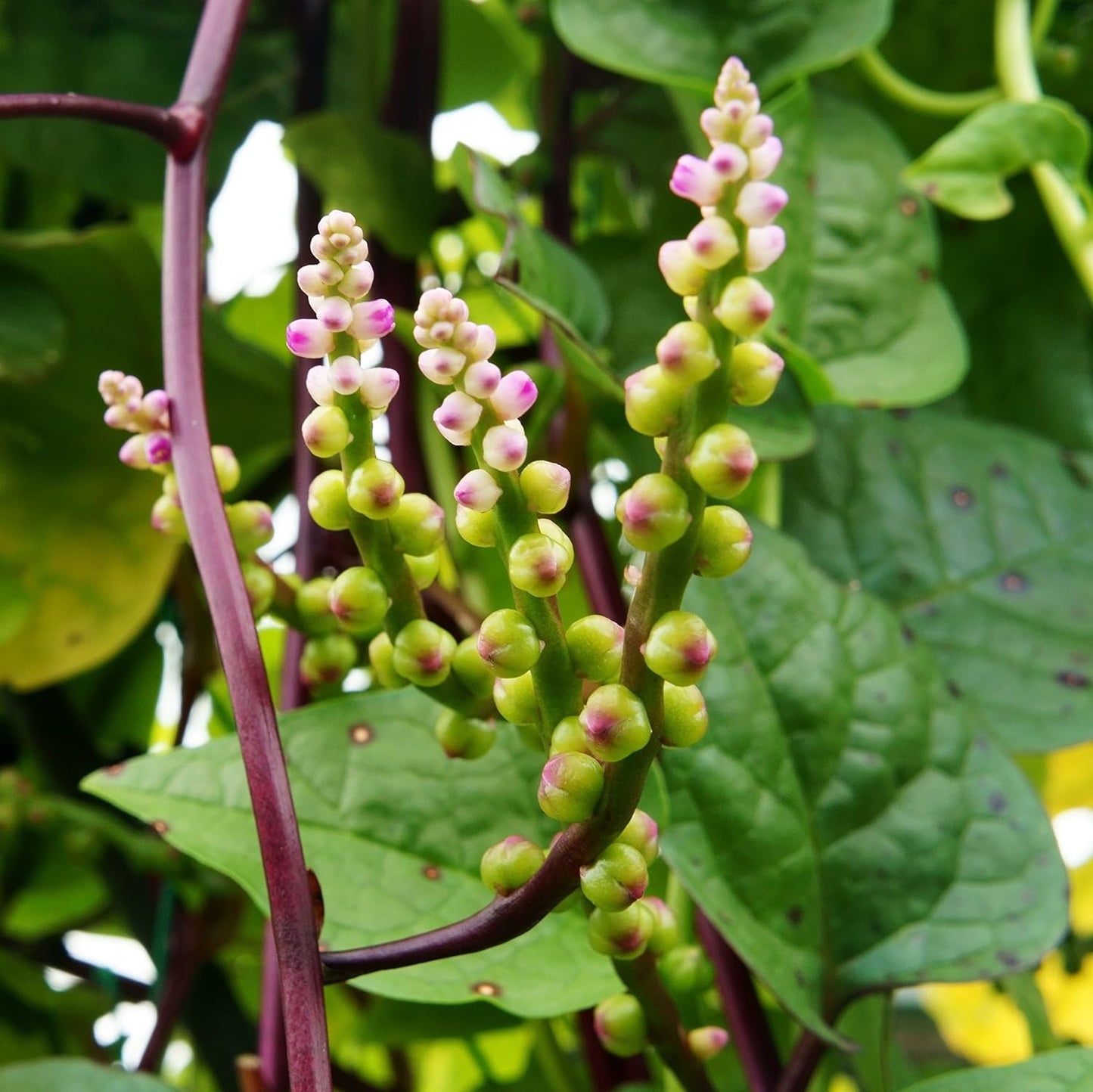 Malabar Spinach Red Stem Basella Rubra – Edible Vine Vegetable Seeds
