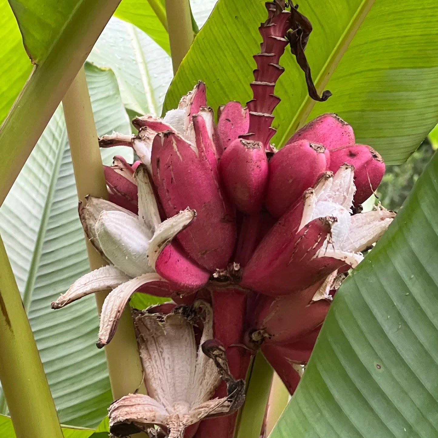 Pink Banana Seeds for Planting – Heirloom, Non-GMO, Musa Velutina, Easy to Grow