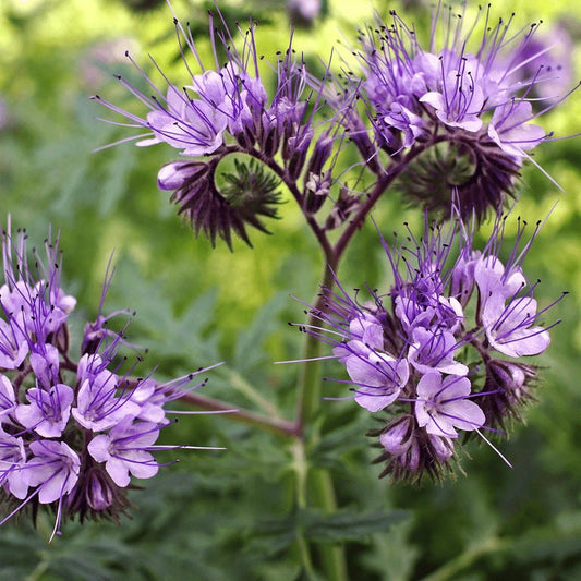Purple Tansy Phacelia – Nectar Rich Perennial Flower Seeds