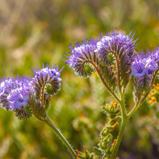 Purple Tansy Phacelia – Nectar Rich Perennial Flower Seeds