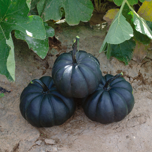 Exotic Black Pumpkin Seeds To Grow Stunning Black Kat Pumpkins – Perennial Flower Seeds